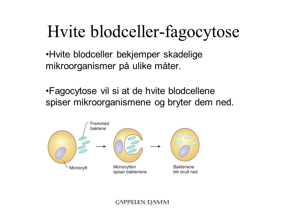 Hvite blodceller-fagocytose