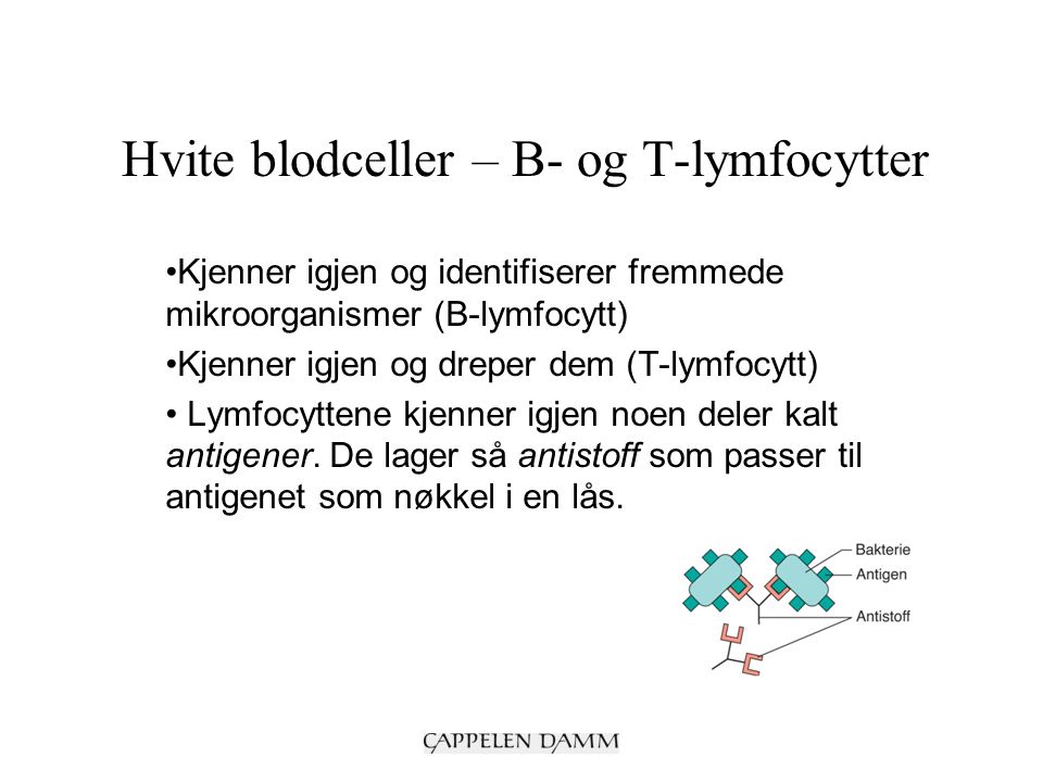 Hvite blodceller – B- og T-lymfocytter