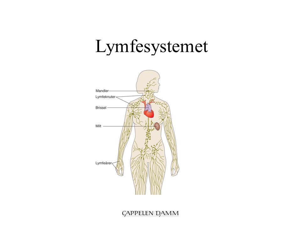 Lymfesystemet