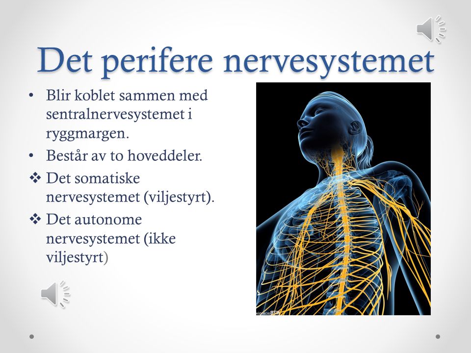Det perifere nervesystemet