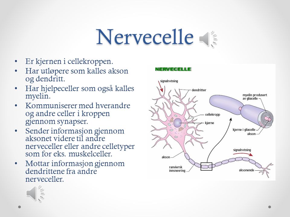 Nervecelle Er kjernen i cellekroppen.