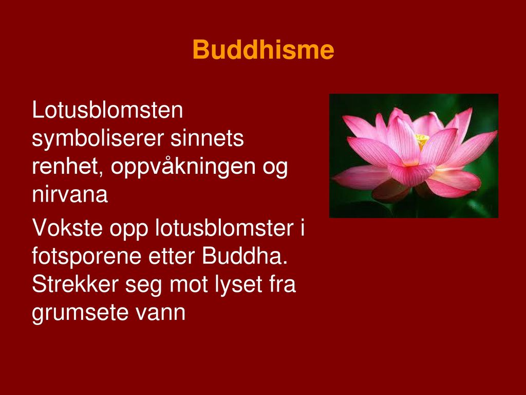 Buddhisme Lotusblomsten symboliserer sinnets renhet, oppvåkningen og nirvana.