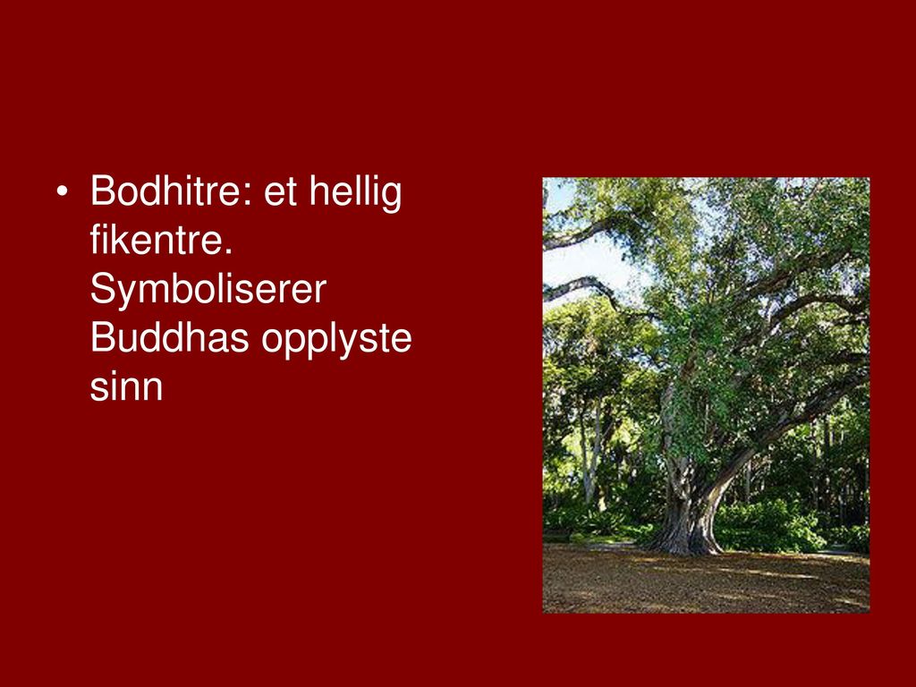 Bodhitre: et hellig fikentre. Symboliserer Buddhas opplyste sinn