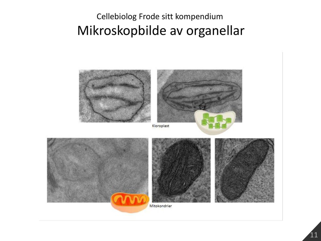Mikroskopbilde av organellar