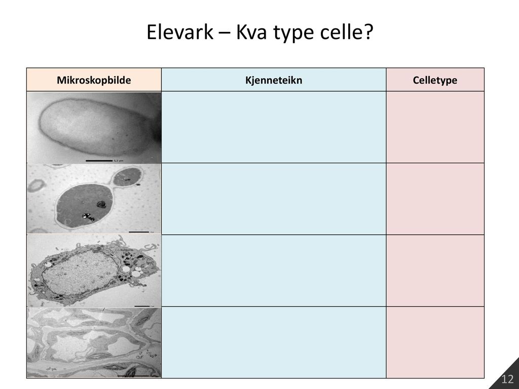 Elevark – Kva type celle