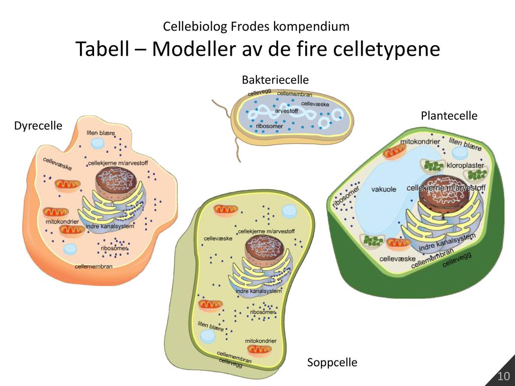 Tabell – Modeller av de fire celletypene