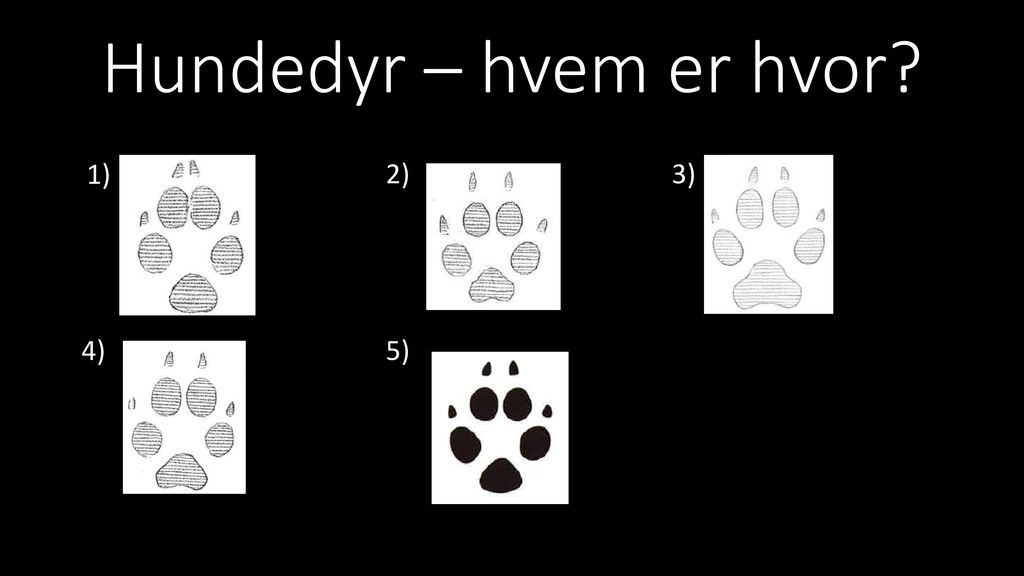 Hundedyr – hvem er hvor 1) 2) 3) 4) 5)