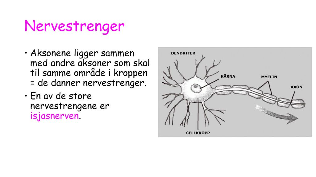 Nervestrenger Aksonene ligger sammen med andre aksoner som skal til samme område i kroppen = de danner nervestrenger.