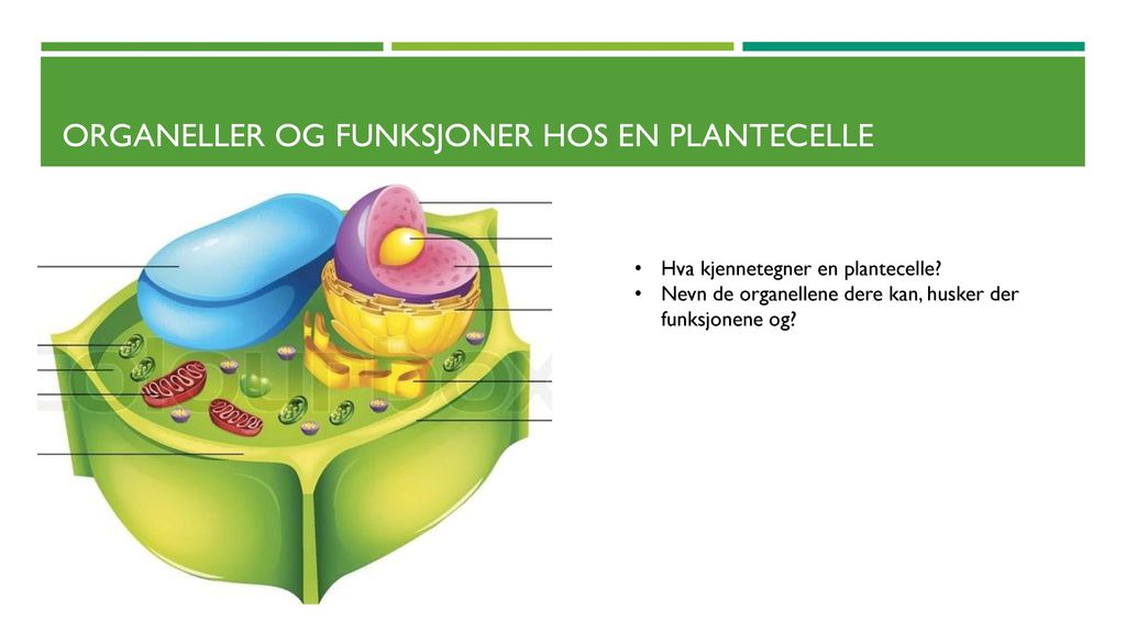 Organeller og funksjoner hos en plantecelle