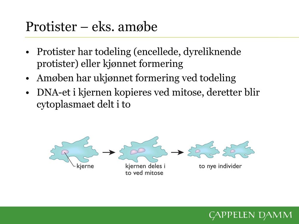 Protister – eks. amøbe Protister har todeling (encellede, dyreliknende protister) eller kjønnet formering.