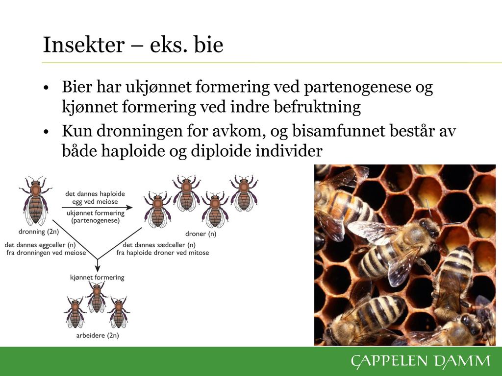Insekter – eks. bie Bier har ukjønnet formering ved partenogenese og kjønnet formering ved indre befruktning.