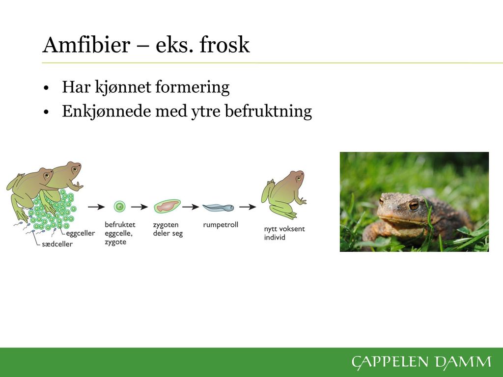 Amfibier – eks. frosk Har kjønnet formering