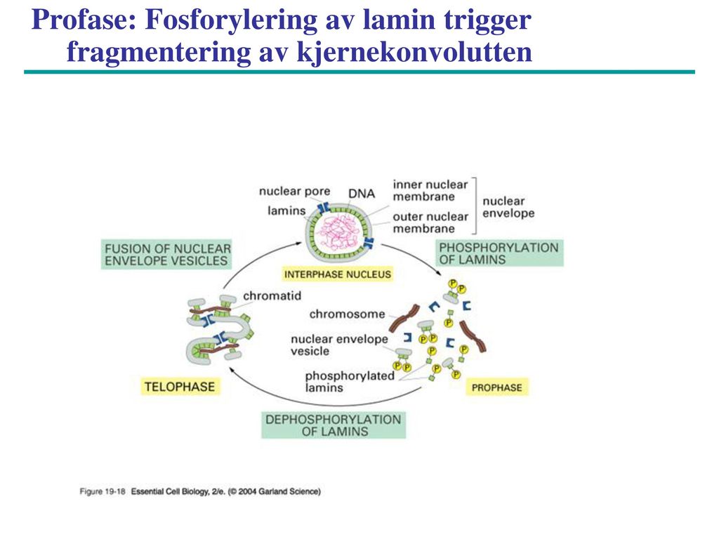 Profase: Fosforylering av lamin trigger fragmentering av kjernekonvolutten