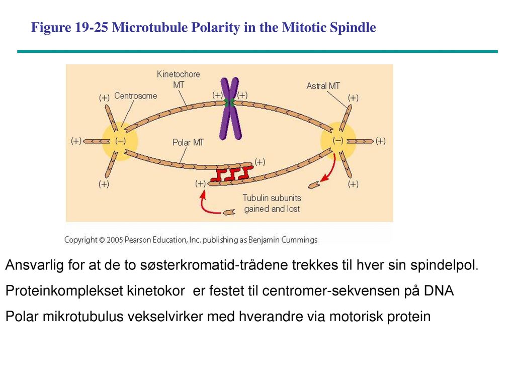 Figure Microtubule Polarity in the Mitotic Spindle