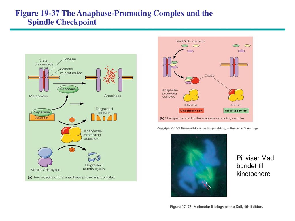 Figure The Anaphase-Promoting Complex and the Spindle Checkpoint