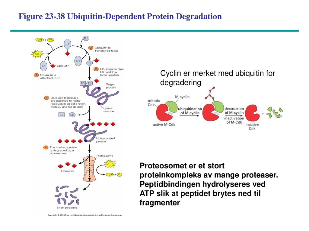 Figure Ubiquitin-Dependent Protein Degradation