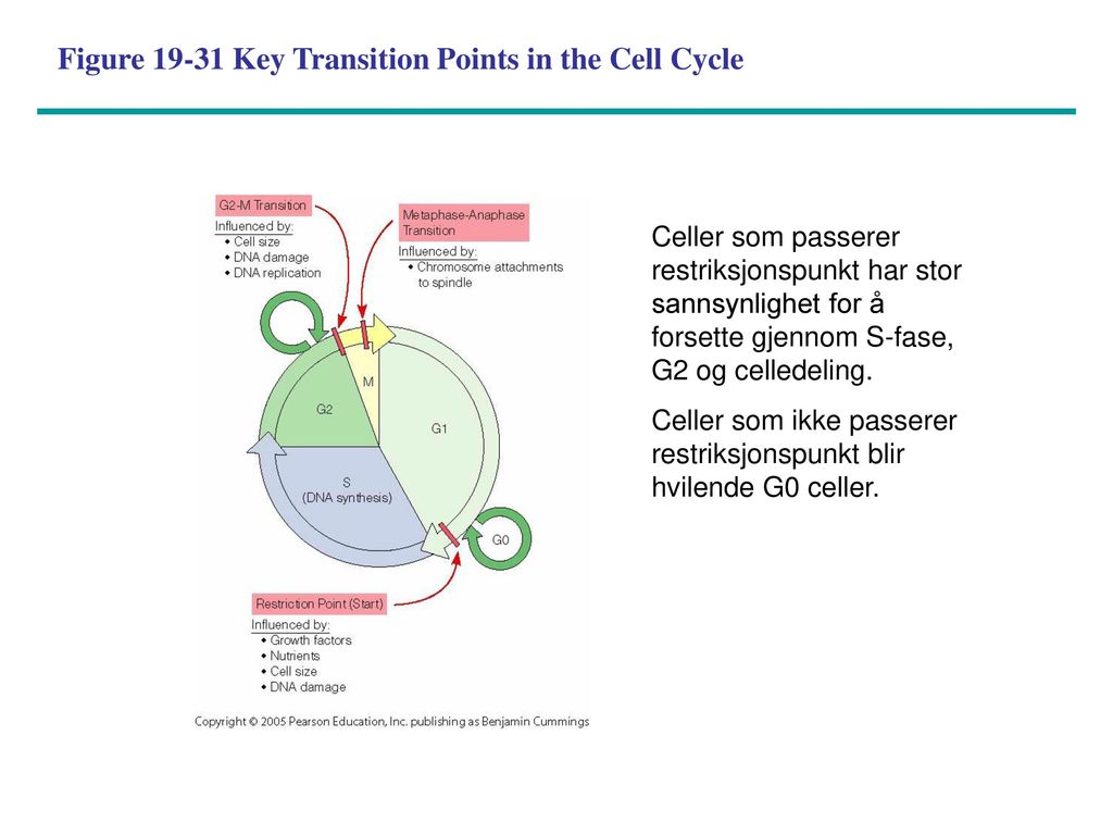 Figure Key Transition Points in the Cell Cycle