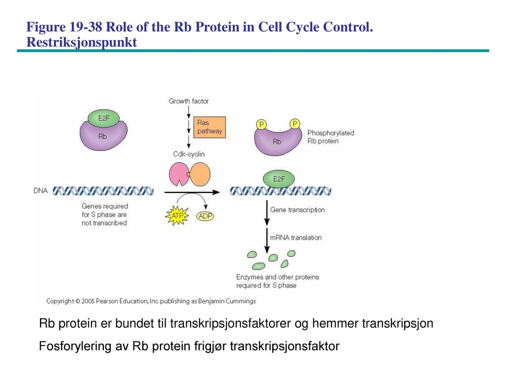 Figure Role of the Rb Protein in Cell Cycle Control