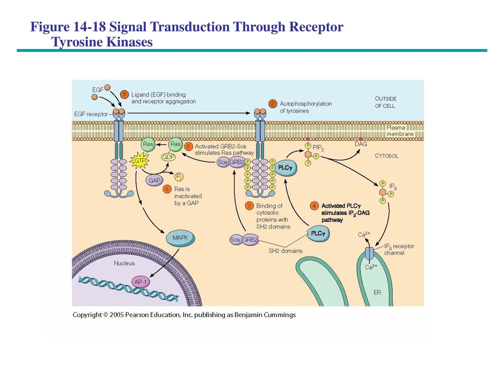 Figure Signal Transduction Through Receptor Tyrosine Kinases