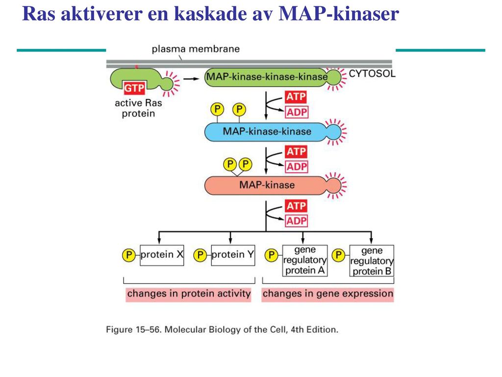 Ras aktiverer en kaskade av MAP-kinaser