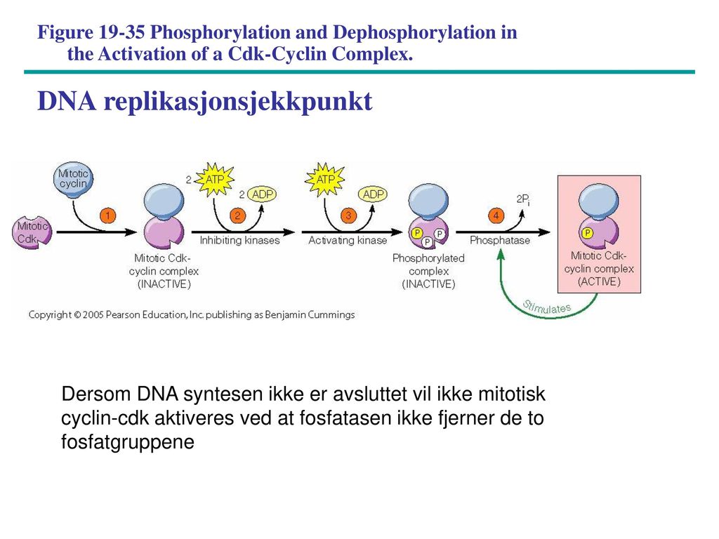 Figure Phosphorylation and Dephosphorylation in the Activation of a Cdk-Cyclin Complex. DNA replikasjonsjekkpunkt