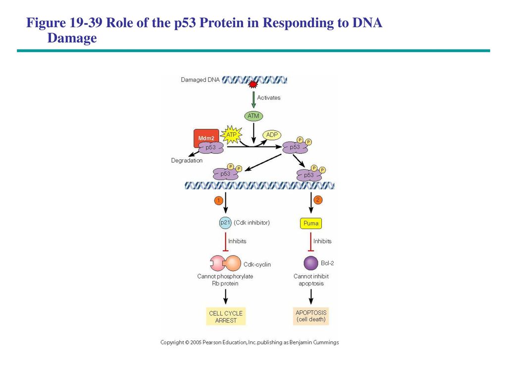 Figure Role of the p53 Protein in Responding to DNA Damage