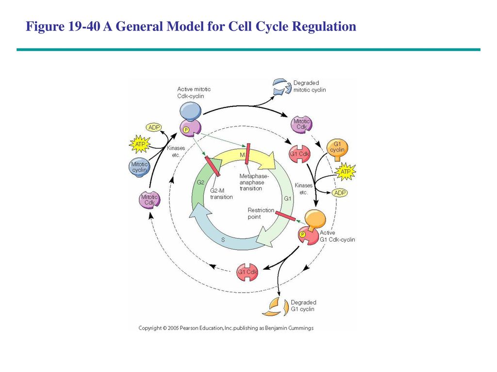 Figure A General Model for Cell Cycle Regulation
