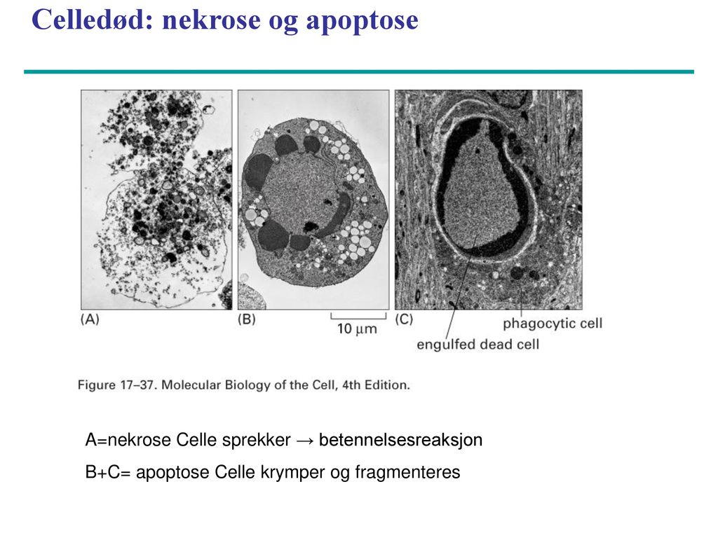 Celledød: nekrose og apoptose