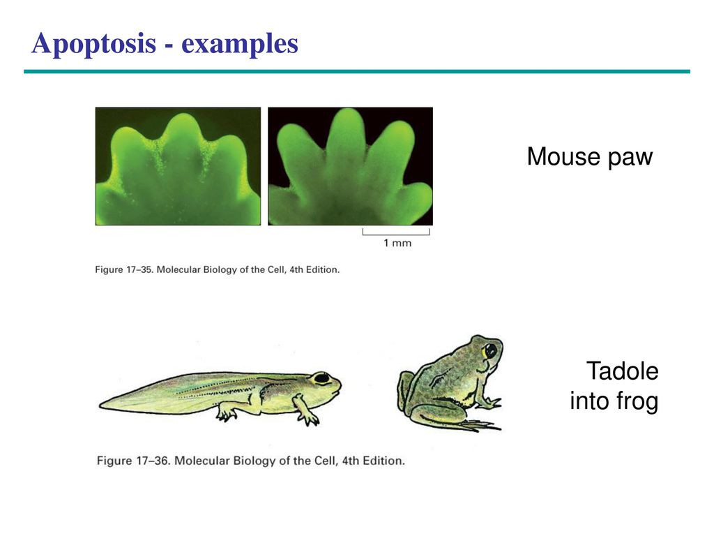 Apoptosis - examples Mouse paw Tadole into frog