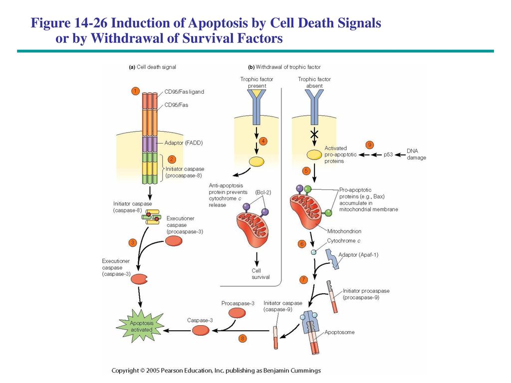 Figure Induction of Apoptosis by Cell Death Signals or by Withdrawal of Survival Factors