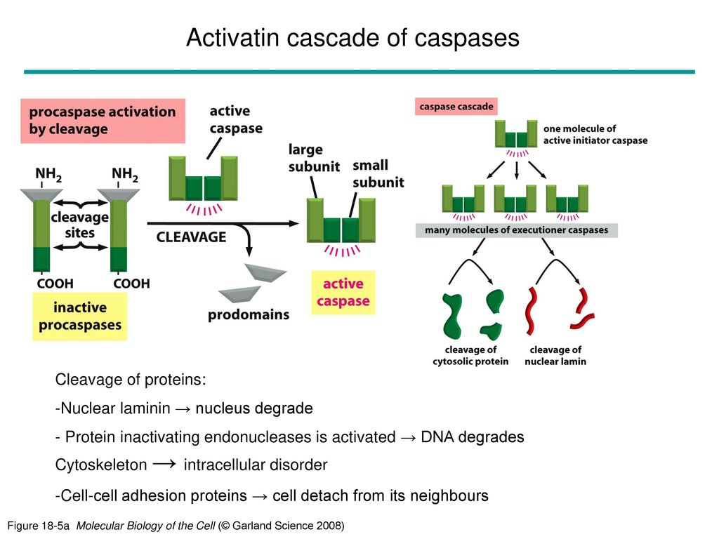 Activatin cascade of caspases