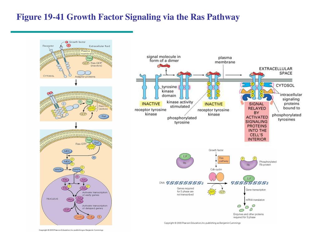 Figure Growth Factor Signaling via the Ras Pathway
