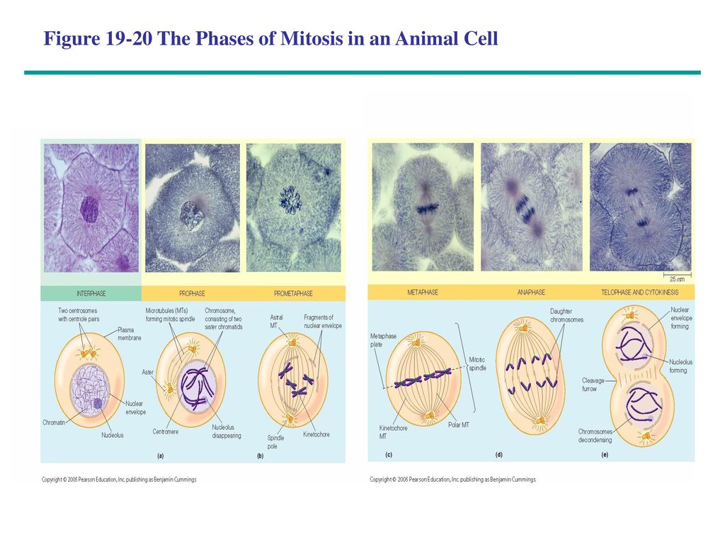 Figure The Phases of Mitosis in an Animal Cell
