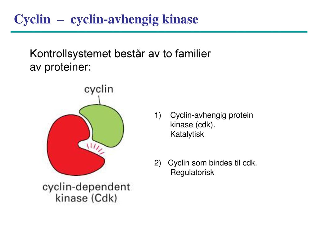 Cyclin – cyclin-avhengig kinase