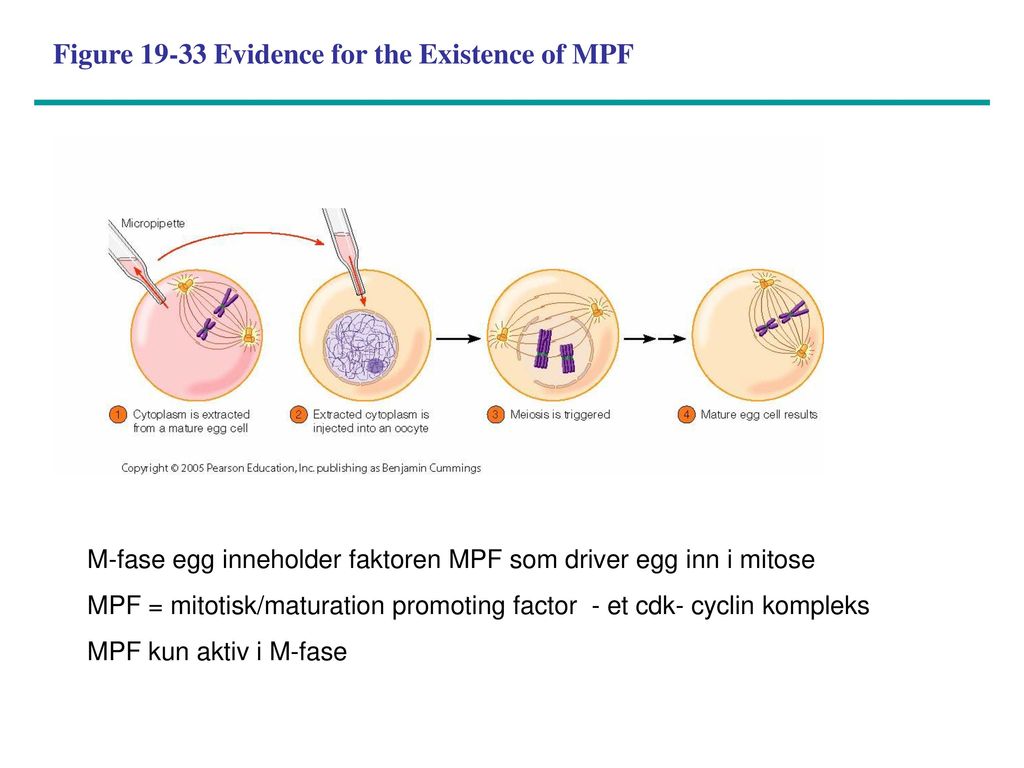 Figure Evidence for the Existence of MPF