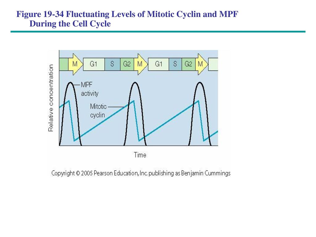 Figure Fluctuating Levels of Mitotic Cyclin and MPF During the Cell Cycle