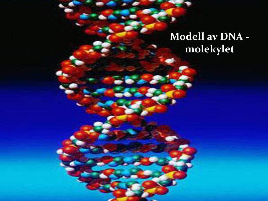 Modell av DNA - molekylet