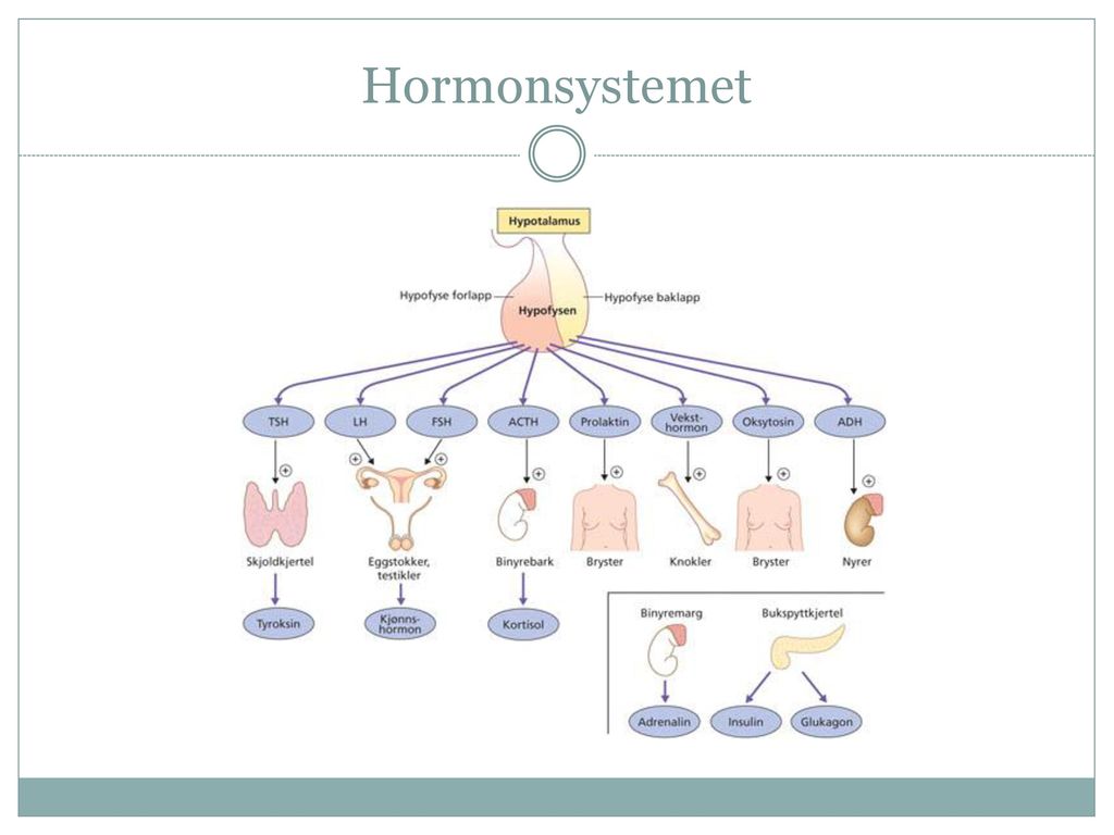 Hormonsystemet