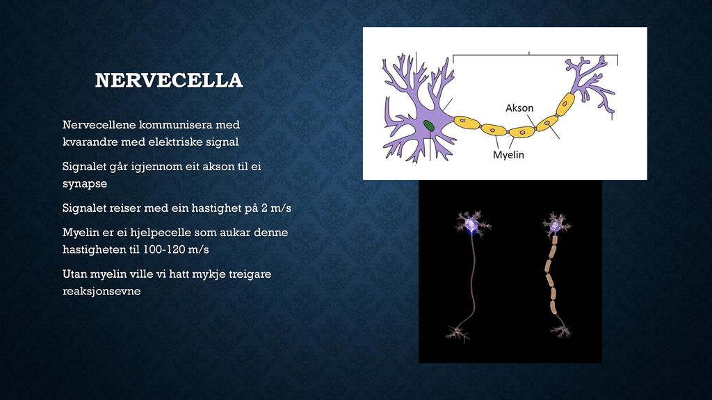 Nervecella Nervecellene kommunisera med kvarandre med elektriske signal. Signalet går igjennom eit akson til ei synapse.