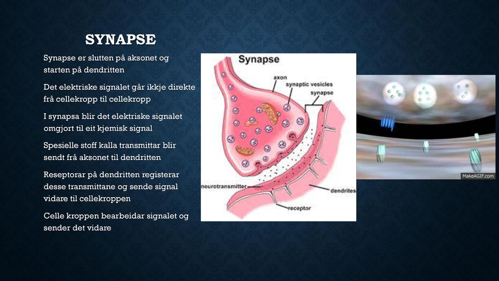 synapse Synapse er slutten på aksonet og starten på dendritten