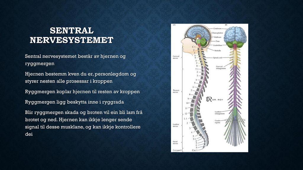 Sentral nervesystemet