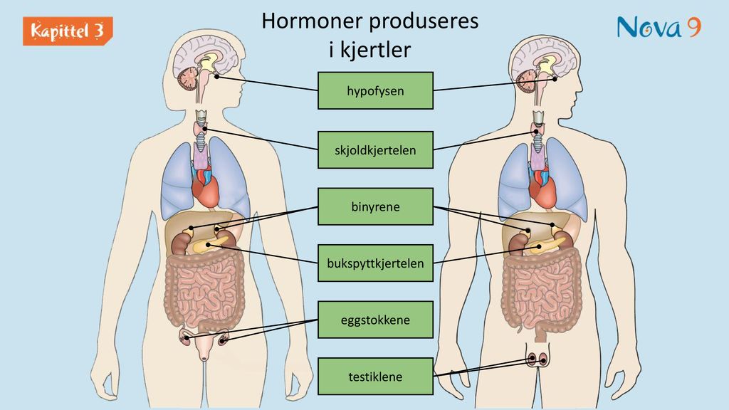 Hormoner produseres i kjertler