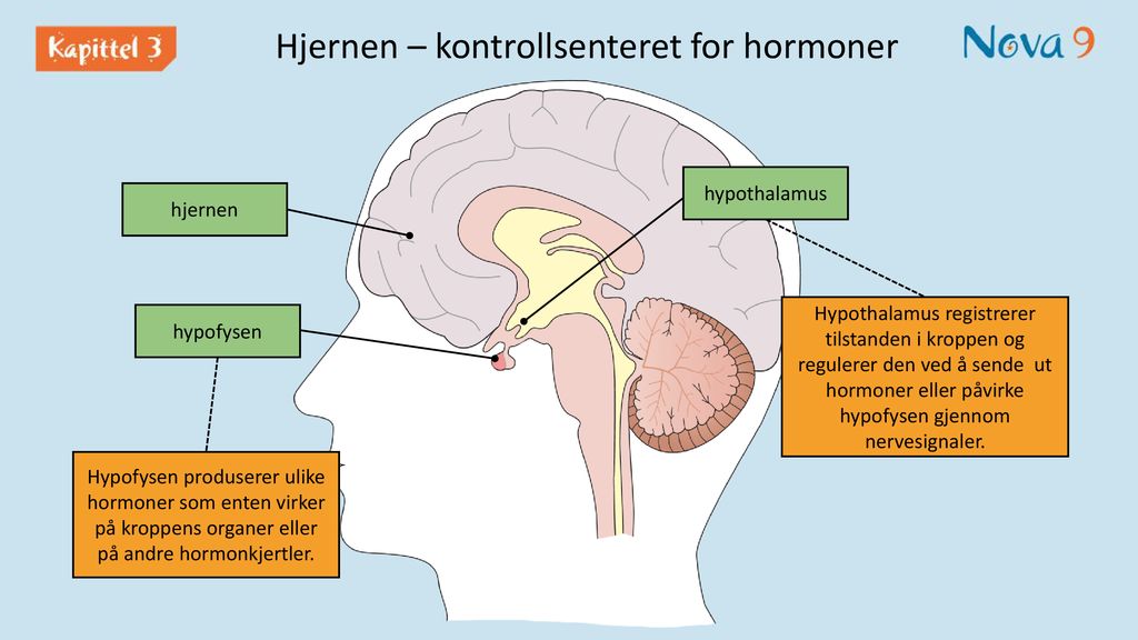 Hjernen – kontrollsenteret for hormoner