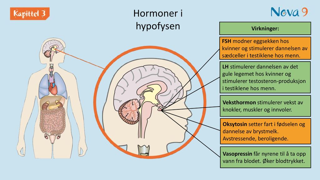 Hormoner i hypofysen Virkninger:
