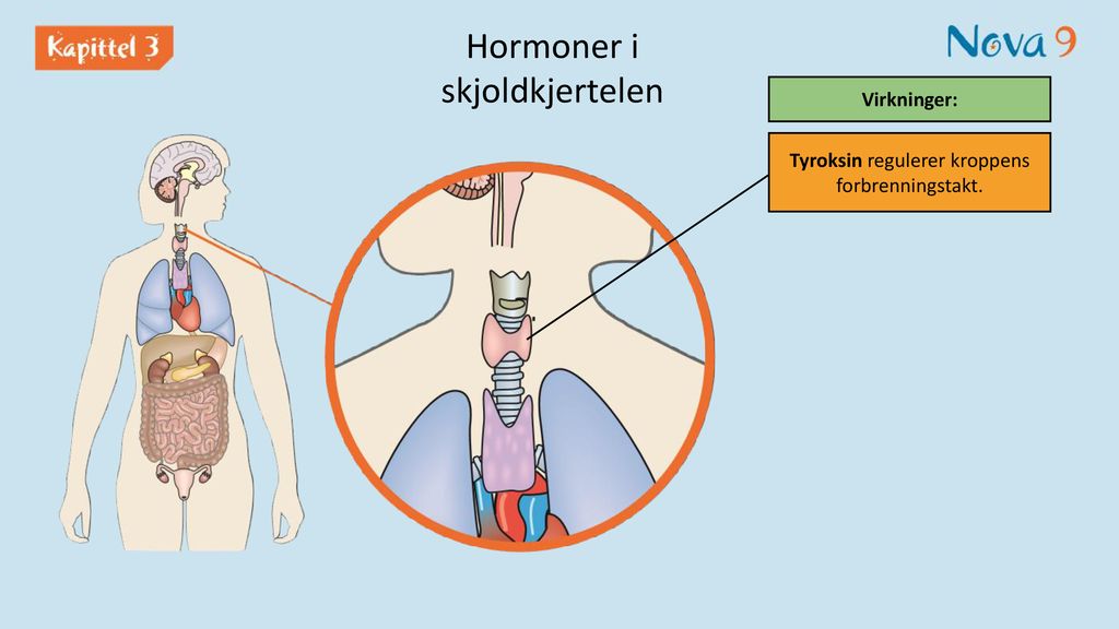 Hormoner i skjoldkjertelen
