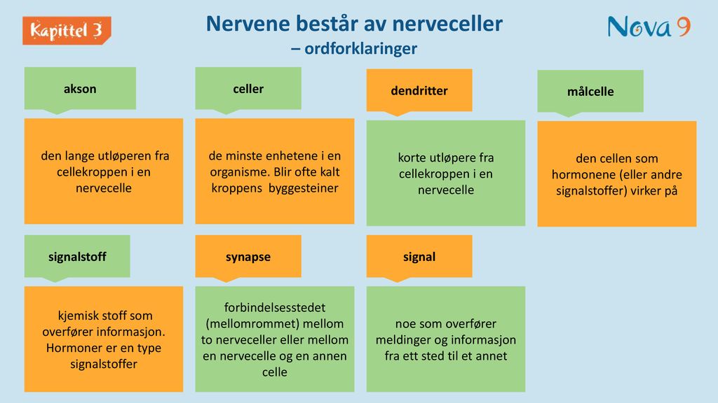 Nervene består av nerveceller – ordforklaringer