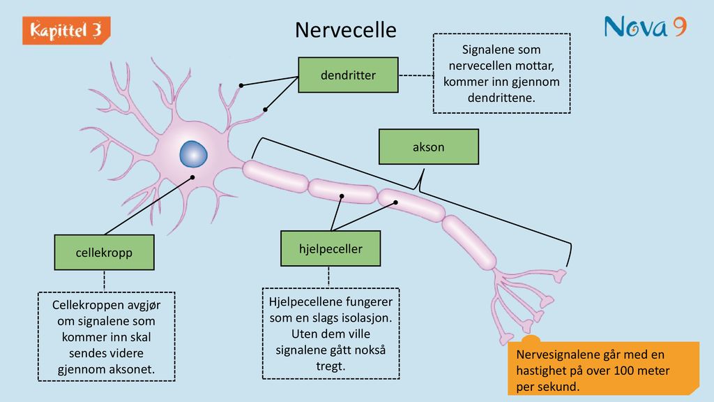 Signalene som nervecellen mottar, kommer inn gjennom dendrittene.