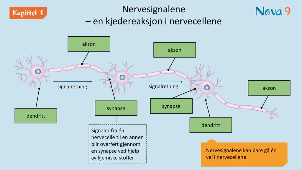 Nervesignalene – en kjedereaksjon i nervecellene