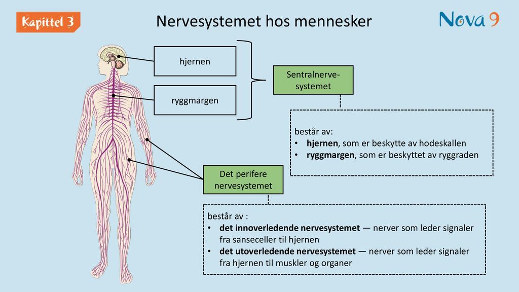 Nervesystemet hos mennesker