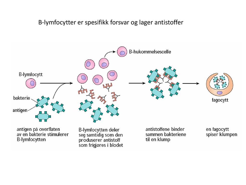B-lymfocytter er spesifikk forsvar og lager antistoffer